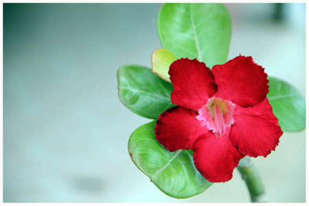 Fascinatingly flowers の写真素材
