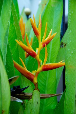 birds of paradise  の写真素材