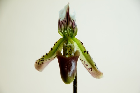 Paphiopedilum  の写真素材