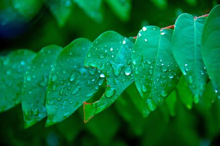 Leaves of gooseberry の写真素材