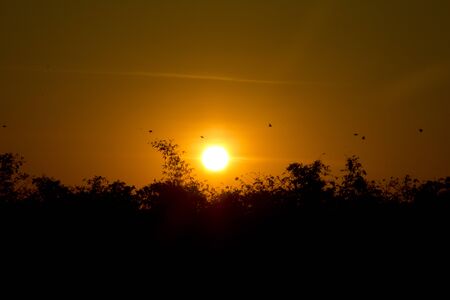 Sunset, birds flying back to nestの写真素材