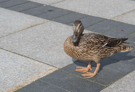 duckの写真素材