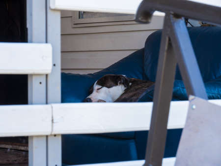 Dog is sleeping on the sofaの写真素材