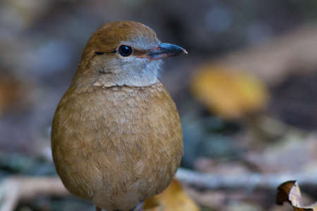 Rusty-naped Pittaの写真素材