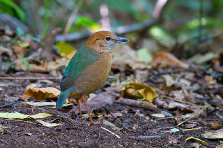 Rusty-naped Pittaの写真素材