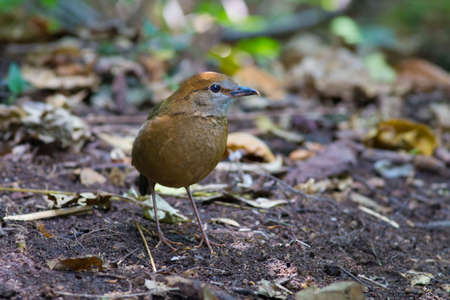 Rusty-naped Pitta
