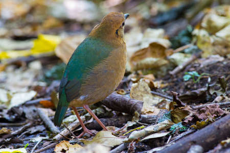 Rusty-naped Pittaの写真素材