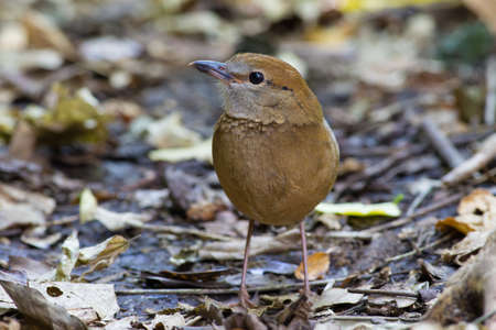Rusty-naped Pitta