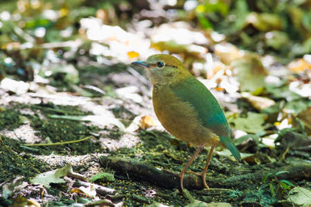 Rusyty-naped Pittaの写真素材