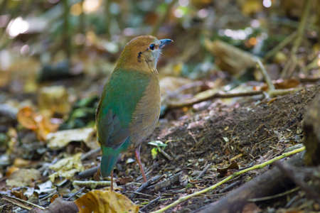 Rusty-naped Pittaの写真素材
