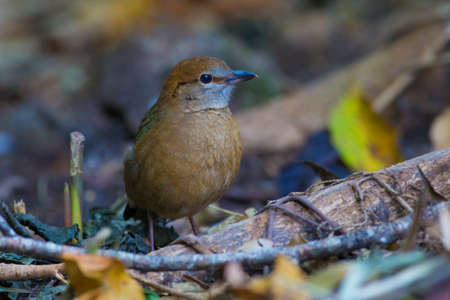 Rusty-naped Pittaの写真素材