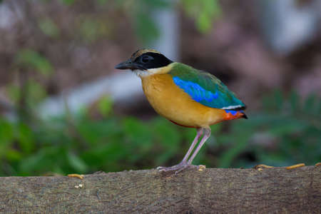 Blue-winged Pittaの写真素材
