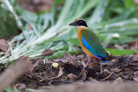 Blue-winged Pittaの写真素材