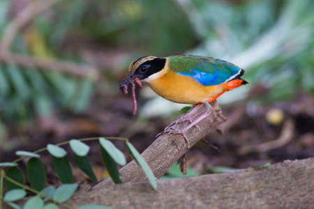 Blue-winged Pittaの写真素材