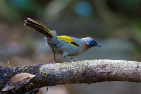 Silver-eared Laughingthrushの写真素材