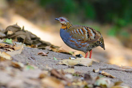Rufous-throated Partridgeの写真素材