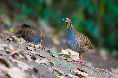 Rufous-throated Partridgeの写真素材