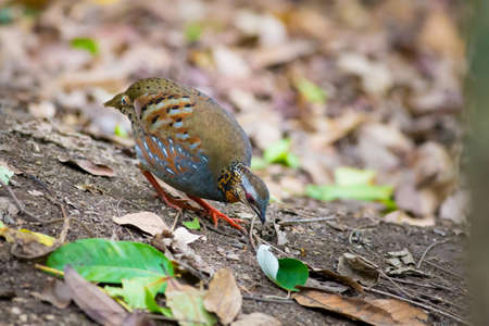 Rufous-throated Partridge