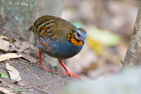 Rufous-throated Partridgeの写真素材