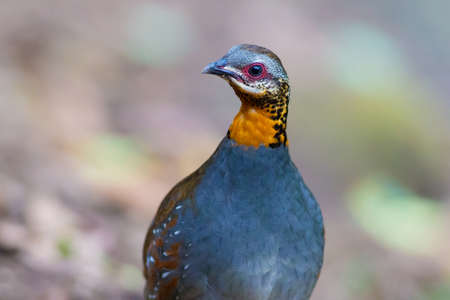 Rufous-throated Partridgeの写真素材