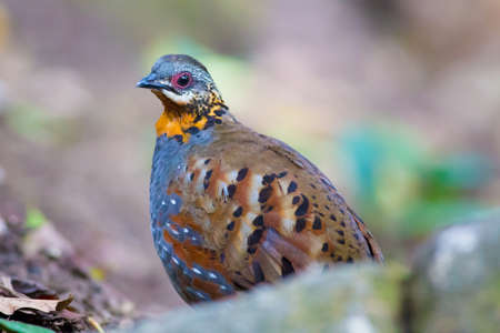 Rufous-throated Partridgeの写真素材