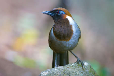 White-neckrd Laughintthrushの写真素材