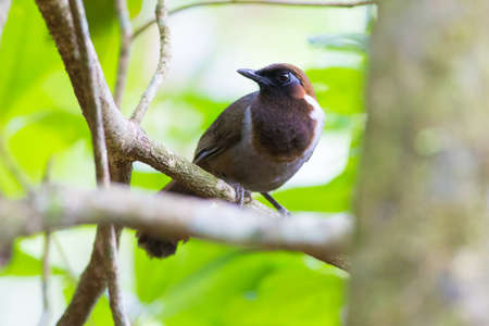 White-neckrd Laughintthrushの写真素材