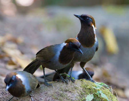 White-necked Laughingthrushの写真素材