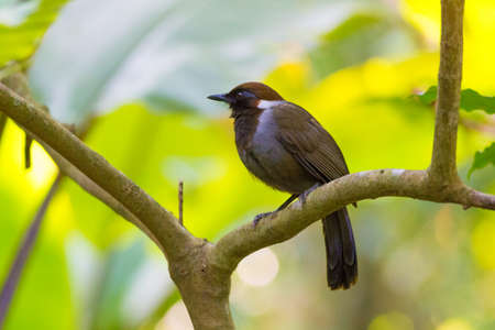White-necked Laughingthrushの写真素材