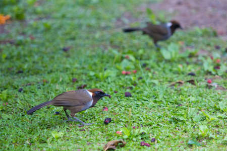 White-necked Laughingthrushの写真素材