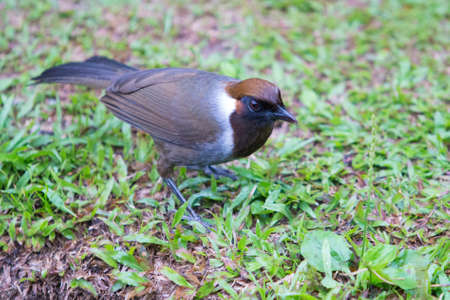 White-necked Laughingthrushの写真素材