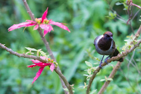 White-necked Laughingthrushの写真素材