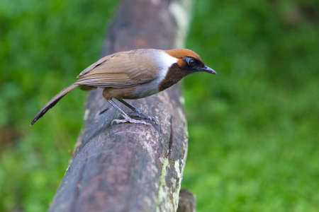 White-necked Laughingthrushの写真素材