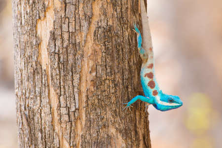 Blue-crested Lizardの写真素材