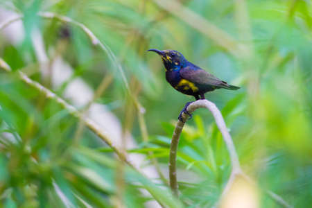 Purple Sunbirdの写真素材