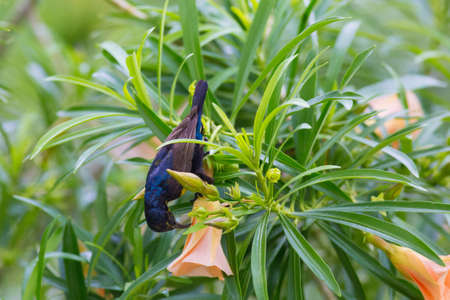 Purple Sunbirdの写真素材