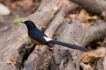 White-rumped Shamaの写真素材