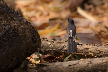 White-rumped Shamaの写真素材