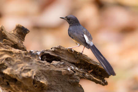 White-rumped Shama