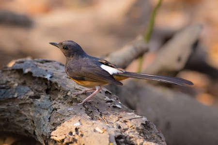 White-rumped Shamaの写真素材