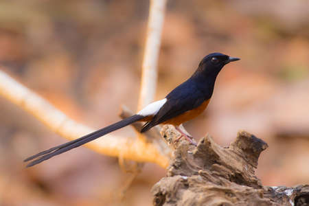 White-rumped Shamaの写真素材
