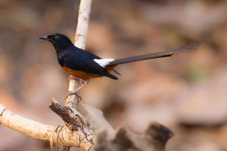 White-rumped Shamaの写真素材