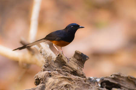 White-rumped Shamaの写真素材
