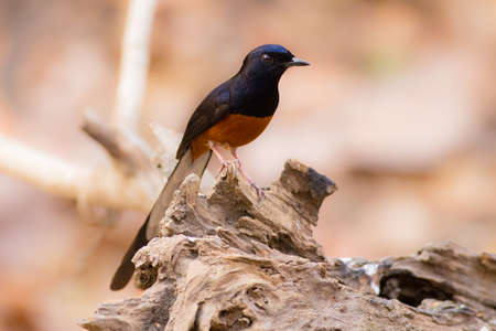 White-rumped Shamaの写真素材
