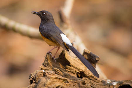 White-rumped Shamaの写真素材