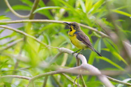 Olive-backed Sunbird