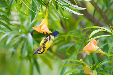 Olive-backed Sunbirdの写真素材