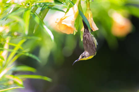Olive-backed Sunbirdの写真素材