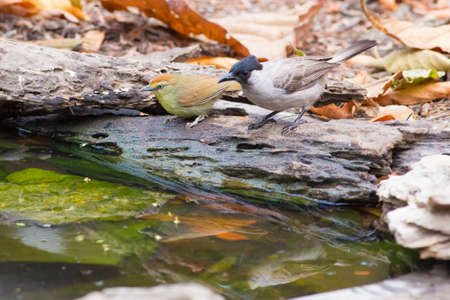 Pin-striped Tit Babblerの写真素材
