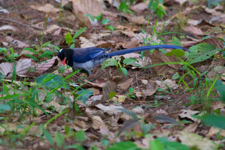 Red-billed Blue Magpieの写真素材
